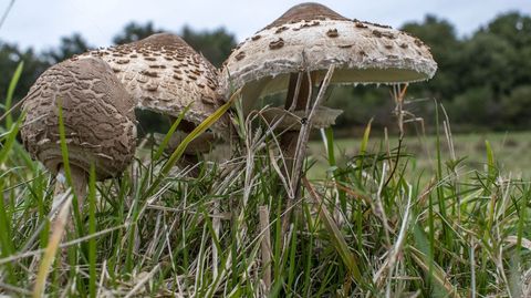 Ejemplares de cerrota, una de las setas m�s populares y buscadas