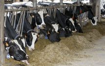 Las principales quejas se derivan de las limitaciones para ampliar las granjas. 