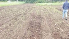 Finca sembrada de ma�z afectada por da�os causados por jabal�es