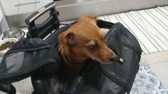 Trufa dentro de su transportin