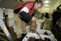 Un productor extrae centollas de un vivero para llevarlas a la sala de subastas de Celeiro.