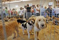 Los criadores, llegados de todo el noroeste, llevaron ejemplares de 35 razas diferentes.