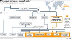 �rbol evolutivo de la evoluci�n humana