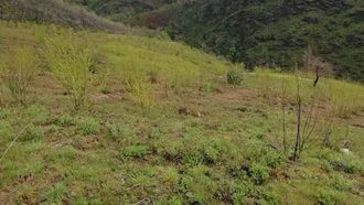 Los castaos del monte comunal de la localidad de que Froxn quemados en el 2022 han rebrotado de sus races 