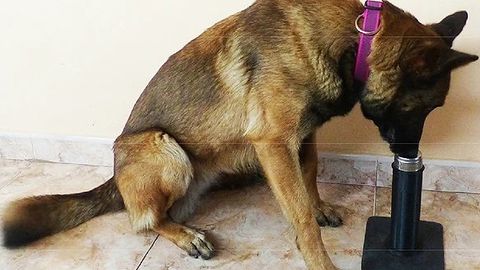 Uno de los perros entrenados para detectar osteosarcomas