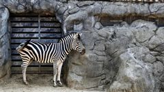 Una cebra en el zoo de Vigo.