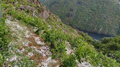 Granizo en un vi�edo de Amandi, fotografiado tras la tormenta del domingo