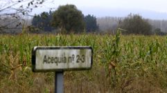 Una finca de regad�o cultivada con ma�z en Ribas Pequenas (B�veda)