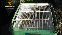 Caja donde el langreano guardaba los ejemplares capturados