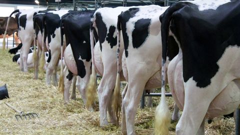 Vacas frisonas, en una anterior edicin de Agropec