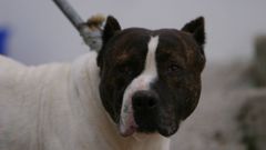 Foto de archivo de un perro de raza peligrosa