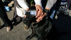 Un perro ataviado con unas gafas de protecci�n para ver un eclipse, en una fotograf�a de archivo