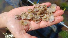 Semilla de ostra edulis, lista para ser introducida en los cestos