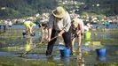 Mariscadoras faenando en la ra de Pontevedra a finales del pasado junio