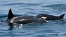 Orcas que se adentraron el sbado en la ra de Arousa, donde algunas aprovecharon para comer pulpo, segn el BDRI