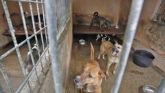 En algunos caniles de la protectora viven hasta cuatro o cinco perros
