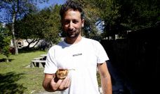 Los insectos tambi�n devoran la fruta