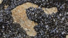 La mejilla salvaje nace en rocas del litoral atlntico gallego, como esta de Costa da Morte, donde la extraen bateeiros para engordar en los criaderos flotantes