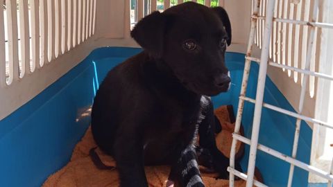 Cachorro abandonado en Servigal de la camada bautizada como la patrulla canina