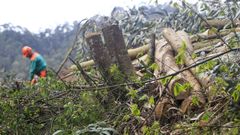 Trabajos forestales en un monte de Ortigueira, en una imagen de archivo