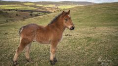 Un potro en montes de Muras, una zona donde abunda el ganado caballar de monte