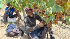Temporeros en la vendimia en Valdeorras