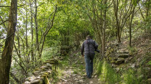 El camino atraviesa bosques autóctonos que albergan una variada vegetación