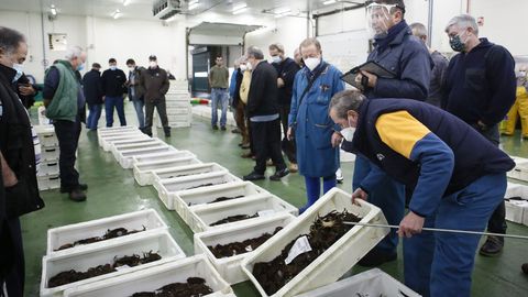 Subasta de n�cora en la lonja de Burela, el pasado d�a 22 de diciembre