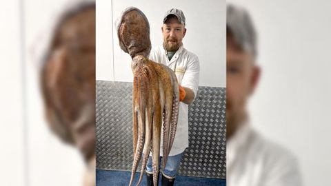 Pescador del Reino Unido con un pulpo capturado en aguas brit�nicas