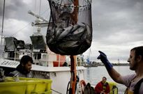 El cerco gallego tendr� que desembarcar todo lo que pesque a partir de enero. 