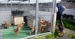 El refugio de animales de Moug� est� gestionado de forma mancomunada desde hace meses.