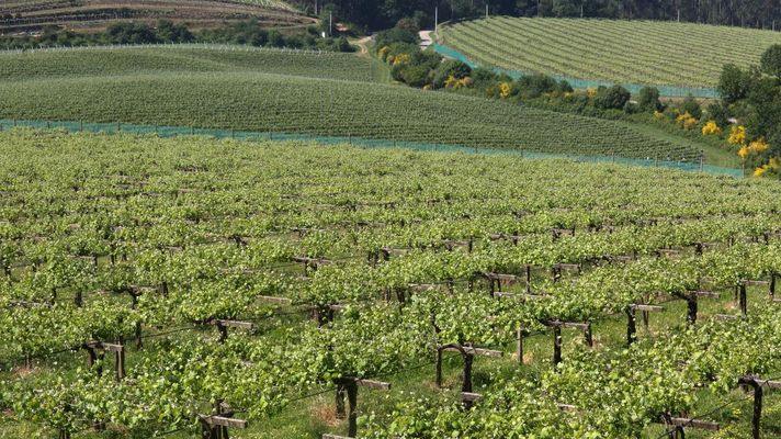 La falta de persona est&aacute; demorando tramitaciones administrativas que afectan al vi&ntilde;edo de R&iacute;as&nbsp;Baixas