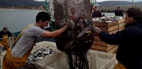 Dos barcos del cerco llegaron a descargar ayer m�s de 35 toneladas de melva, un pescado muy poco frecuente en la zona .