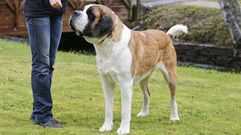 Una san bernardo de campeonato