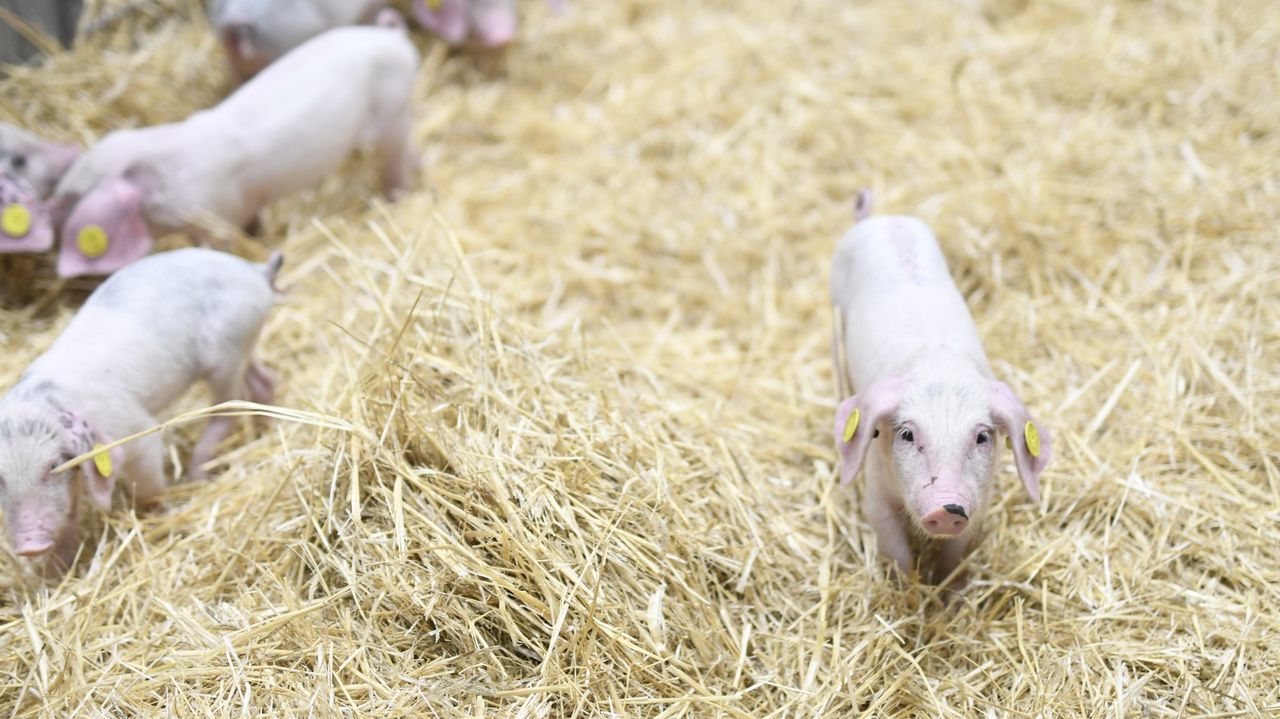 El precio del porcino sigue en caída libre y los ganaderos gallegos ya pierden 40 euros por cada cerdo que producen