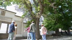 Un grupo de visitantes del jard�n, al pie de uno de los olmos enfermos