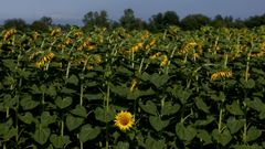 Imagen de una finca con girasol en los alrededores de Castro de Ribeiras de Lea