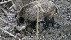El Govern seguir� cazando jabal�es en las zonas afectadas por la peste porcina