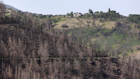 Paisaje de la zona arrasada, recuperado en parte un ao despus del incendio