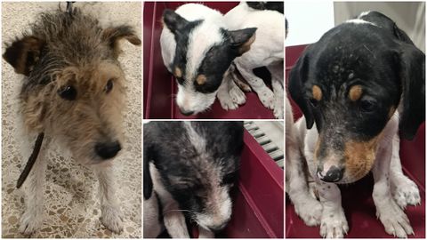Los animales fueron encontrados con cortes y afecciones en la piel.