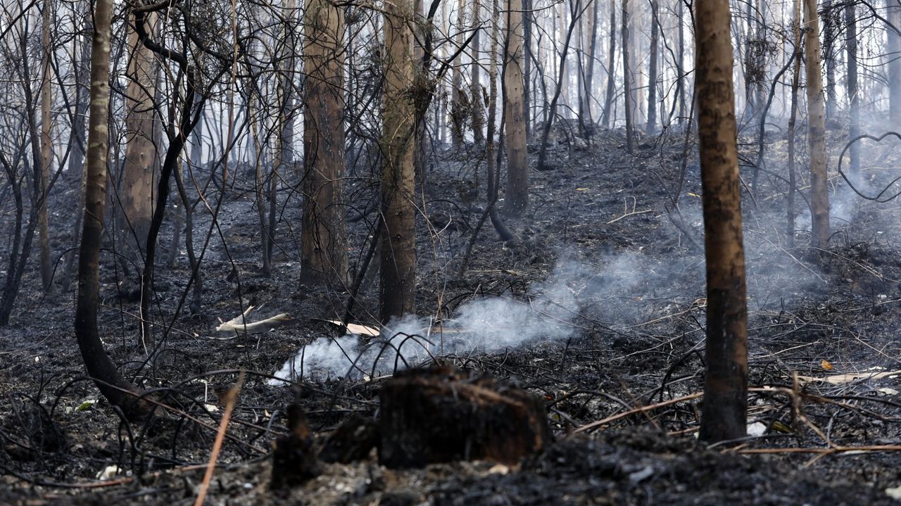 Cinco incendios forestales afectan este martes al Occidente asturiano