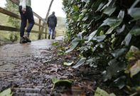 La presencia de l�quenes y hojas convierten la pasarela en m�s resbaladiza. 