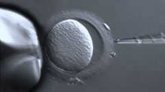 A fecundaci�n �in vitro� (na imaxe) ou a selecci�n de embri�ns xa non nos sorprenden