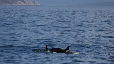 Orcas avistadas por un barco de Mar de Ons en la ruta de Sanxenxo a las islas C�es a la altura de la Costa da Vela, en O Morrazo