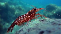 Especies sin explotar