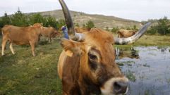 Vacas vianesas de la zona de Montecelos