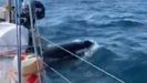 Auxilian un velero británico dañado por orcas a seis millas de cabo Prior