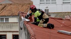 Los bomberos de A Corua rescataron en julio a una gaviota que llevaba varios dias enredada en un cable en el tejado de la calle Pintor Romn Navarro