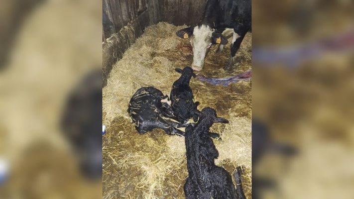 Tanto los terneros como la vaca se encuentran en buen estado