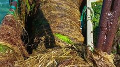 Algas retiradas del mar por las cofrad�as de la r�a de Pontevedra